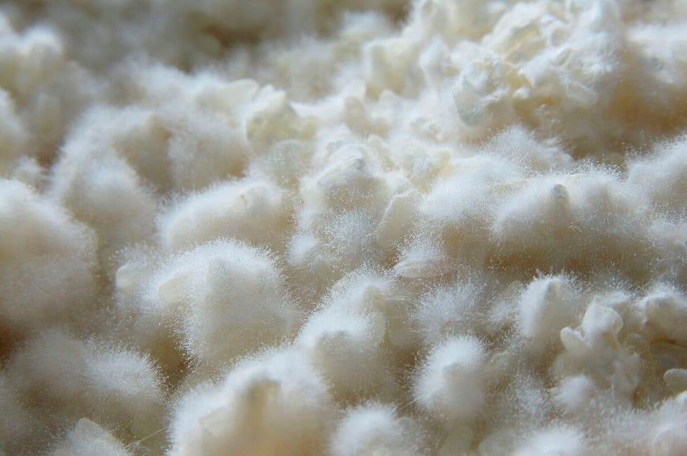 Aspergillus oryzae phủ kín hạt gạo tạo thành koji