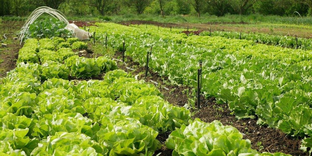 Canh tác hữu cơ không dùng thuốc trừ sâu tổng hợp. Canh tác hữu cơ không dùng thuốc trừ sâu tổng hợp.