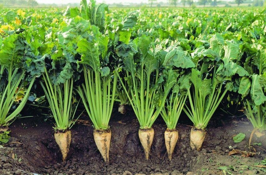 Củ cải đường GMO Nguồn nguyên liệu quan trọng để sản xuất đường Củ cải đường GMO: Nguồn nguyên liệu quan trọng để sản xuất đường