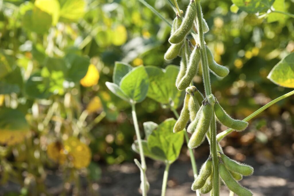 Đậu nành GMO Chủ yếu phục vụ sản xuất và chế biến thực phẩm Đậu nành GMO Chủ yếu phục vụ sản xuất và chế biến thực phẩm