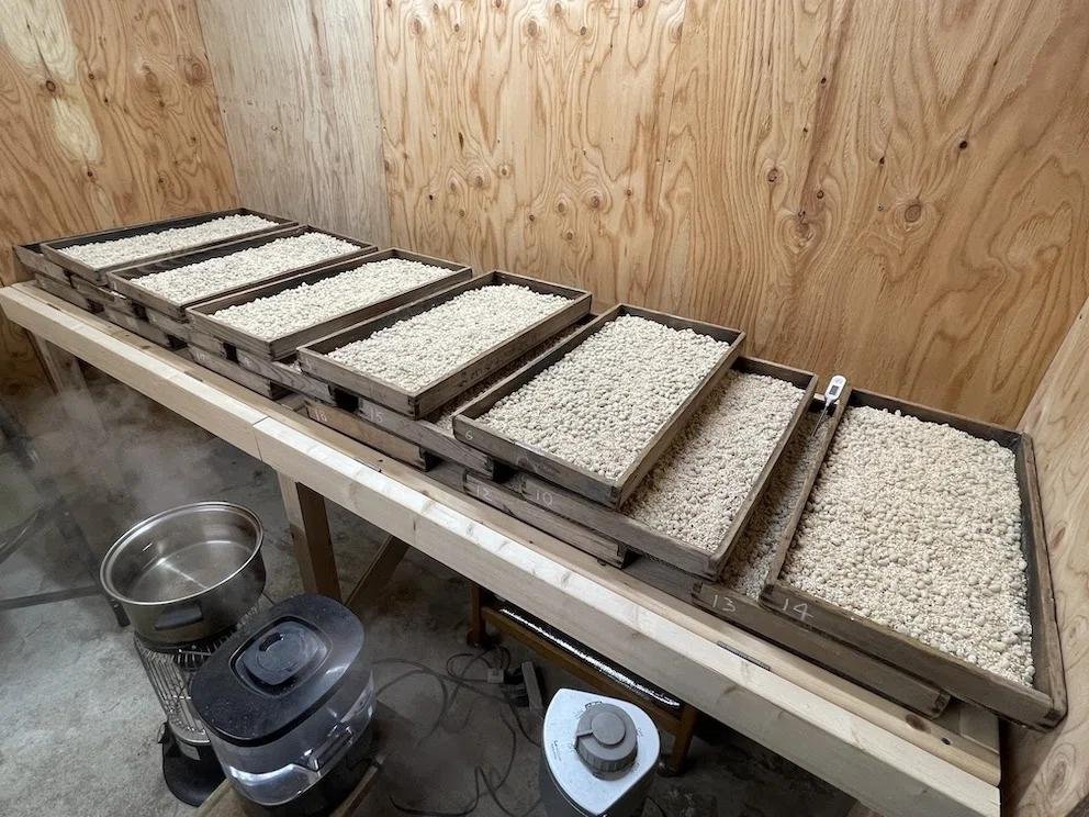 Koji là bước khởi đầu của quá trình lên men nước tương Koji là bước khởi đầu của quá trình lên men nước tương