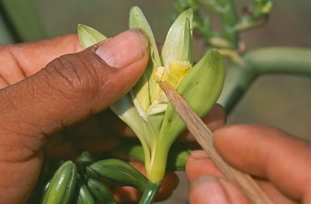 Mỗi bông hoa vani được thụ phấn thủ công bằng tay