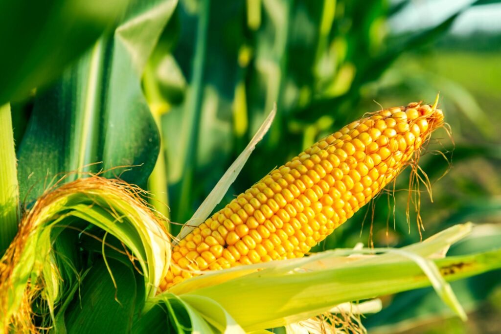 Ngô GMO Loại cây trồng biến đổi gen phổ biến nhất Ngô GMO Loại cây trồng biến đổi gen phổ biến nhất