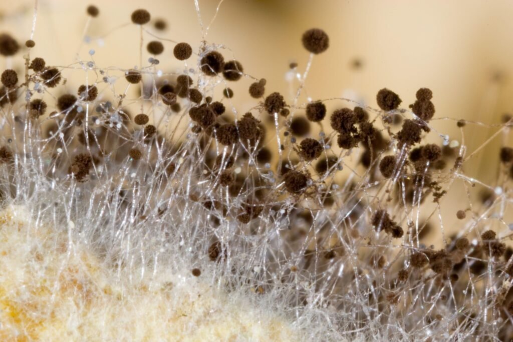 Rhizopus bắt đầu trắng rồi chuyển thành những chấm đen Rhizopus bắt đầu trắng rồi chuyển thành những chấm đen