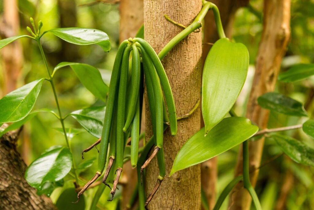 Sau khi thụ phấn, quả vani cần nhiều tháng để trưởng thành