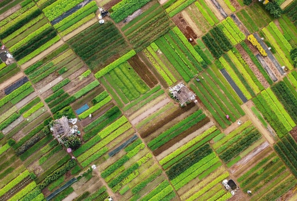 Trang trại quy mô lớn đạt tiêu chuẩn canh tác Organic Trang trại quy mô lớn đạt tiêu chuẩn canh tác Organic