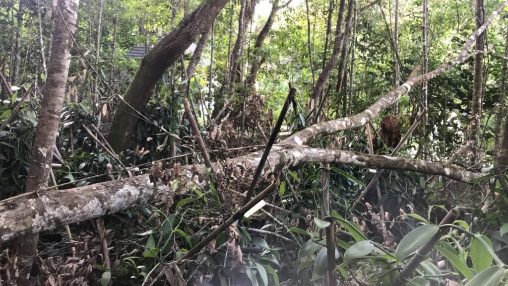 Vùng trồng vani Madagascar thường xuyên đối mặt với rủi ro từ bão nhiệt đới