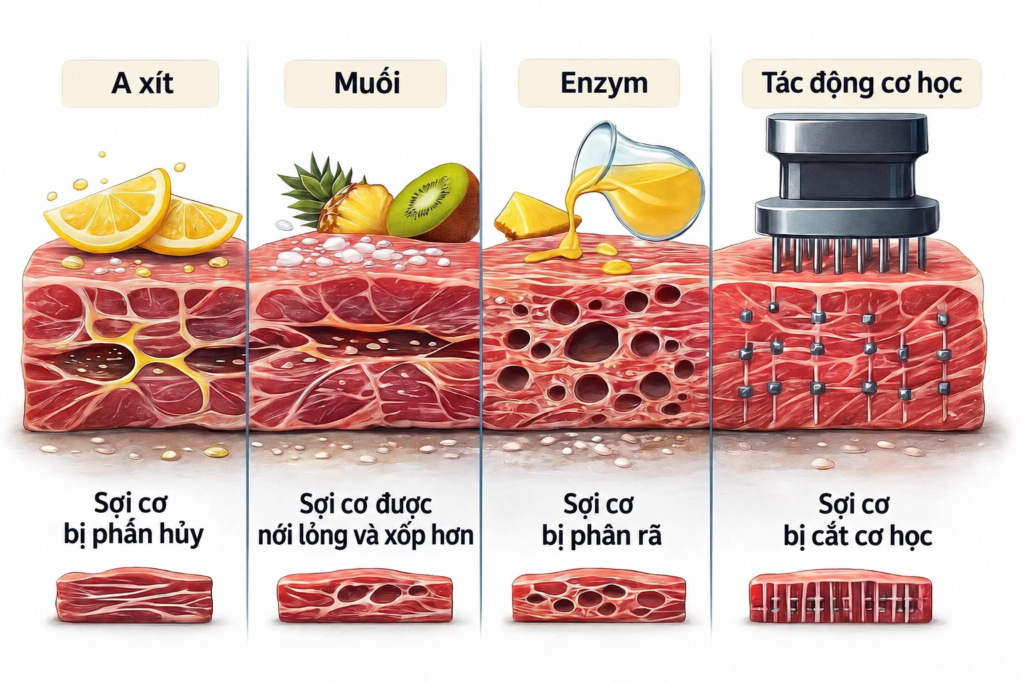 thịt ướp chua bị a xít làm biến đổi cấu trúc sợi cơ