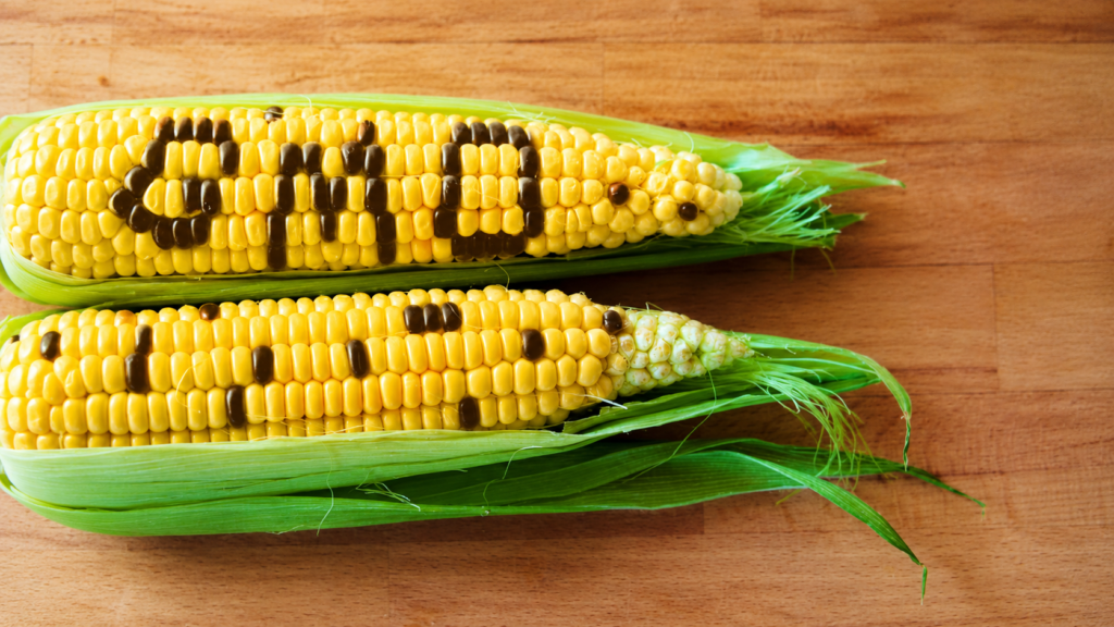 thực phẩm biến đổi gen GMO